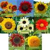 prademir Miscela di semi di girasole 8 varietà di semi di girasole da giganti a piccoli | 10-12 semi per varietà | semi di girasole gigante per fiori estivi di farfalla amati da bombi e api