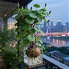 QGHJNVCS Stephania Erecta, Perenne, Resistente - Giardini e Balconi-1bulbi-A