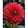 UVJGNDF Raro Dalia, Perenne, Resistente - Giardini e Balconi, Adatto per uso interno ed esterno-6bulbi-J