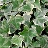 Vivaio di Castelletto Edera variegata Hedera Helix White Wonder pianta in vaso ø8 cm