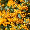 Vivaio di Castelletto Piracanta gialla Pyracantha coccinea Soleil d'Or in vaso ø8 bio h80/100cm | Agazzino pianta da siepe sempreverde Vivaio di Castelletto