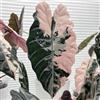 Generic alocasia esotico giardino roccioso decorazione eccellente facile 180semi