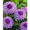 UVJGNDF Raro Dalia, Perenne, Resistente - Giardini e Balconi, Adatto per uso interno ed esterno-2bulbi-D