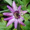Vivaio di Castelletto Passiflora violacea pianta rampicante in vaso ø9 cm con canna h 60 cm Vivaio di Castelletto