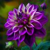 UVJGNDF Raro Dalia, Perenne, Resistente - Giardini e Balconi, Adatto per uso interno ed esterno-6bulbi-C