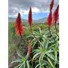 Generic 1 Talee - aloe arborescens mill | 1 Talee, aloe arborescens mill