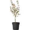 Plant in a Box - Ao giapponese 'Taylor' - Pokon - Palmatum resistente - A in edizione limitata - Vaso 19cm - Altezza 50-60cm