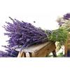 Sementi Dotto Semi di Lavanda