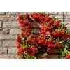 Vivaio di Castelletto Piracanta rossa Pyracantha coccinea Agazzino vaso ø8 bio h oltre 1 metro | pianta da siepe sempreverde da esterno Vivaio di castelletto