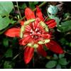 Vivaio di Castelletto Passiflora coccinea pianta rampicante in vaso ø9 cm Vivaio di Castelletto