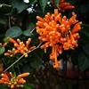 Generic Pyrostegia venusta - giardino biologici esterno balcone in vaso 30semi