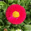 Generico 300 semi di Bellis Red Super Enorma - Margherita inglese perenne