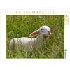 Calvendo, agnello della razza Merinoland, puzzle da 1000 pezzi, formato orizzontale 640x480 mm, Pötsch Rolf; 7308542