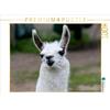Calvendo Lama Unschult 1000 pezzi puzzle paesaggio 640x480mm, Witkowski Bernd; 7382914