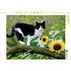 Calvendo Gatto bianco e nero con girasoli 1000 pezzi puzzle paesaggio 640x480 mm, Menden Katho; 7396471