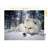 Calvendo Lupo grigio, puzzle da 1000 pezzi, formato orizzontale 640x480 mm, Camel Arnaud; 7446704