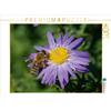 Calvendo: Ape su aster viola, puzzle da 1000 pezzi, formato orizzontale 640x480 mm, CALVENDO; 7305334