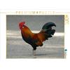 Calvendo Gallo colorato 1000 pezzi puzzle paesaggio 640x480mm, CALVENDO; 7305528