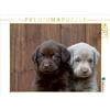Calvendo Labrador Fratelli e sorelle, puzzle da 1000 pezzi, formato orizzontale 640x480 mm, Bollich Heidi; 7461201