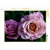 Calvendo Beautiful roses 1000 pezzi puzzle paesaggio 640x480mm, Croce Martina; 7321737