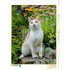 Calvendo - Gatto attento in giardino, puzzle da 2000 pezzi, dimensioni 670x900 mm, Menden Katho; 7396577