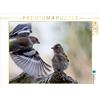 Calvendo Un giovane fringuello in attesa di cibo 1000 pezzi puzzle paesaggio 640x480mm, Pötsch Rolf; 7303055