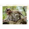 Calvendo Macaque 1000 pezzi puzzle paesaggio 640x480mm, Gödecke Dieter; 7402587