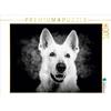 Calvendo Pastore tedesco, puzzle da 1000 pezzi, formato orizzontale 640x480 mm, Pinkoss Photostorys Oliver; 7293015