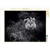 Calvendo Lion 1000 pezzi puzzle paesaggio 640x480mm, e Holger Karius Kirsten; 7286123