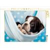 Calvendo Colored Boston Terrier Blue/White 1000 Teile Puzzle quer 640x480mm, Kassat Fotografie Nicola; 7460948