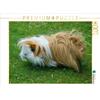 Calvendo Porcellino d'India marrone bianco a pelo lungo 1000 pezzi puzzle paesaggio 640x480mm, CALVENDO; 7305469
