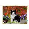 Calvendo Gatto bianco e nero in giardino fiorito 1000 pezzi puzzle paesaggio 640x480mm, Menden Katho; 7396477