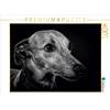 Calvendo Greyhound 1000 pezzi puzzle paesaggio 640x480mm, Pinkoss Photostorys Oliver; 7292996