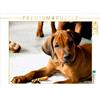 Calvendo Un motivo del calendario Rhodesian Ridgeback - Cani Leone Africano 1000 pezzi puzzle paesaggio 640x480mm, Behrens Dagmar; 7361996