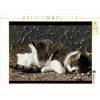 Calvendo Gatto della casa addormentata 1000 pezzi puzzle paesaggio 640x480mm, CALVENDO; 7305607