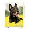 Calvendo Cane da pastore tedesco 1000 pezzi puzzle 480x640mm, Steininger Claudia; 7463978
