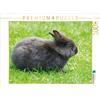 Calvendo Coniglio nano nero 1000 pezzi puzzle paesaggio 640x480mm, CALVENDO; 7305450