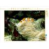 Calvendo Anemonefish, Pesce pagliaccio (Amphiprion) 1000 pezzi puzzle paesaggio 640x480mm, Schumann Bianca; 7302791