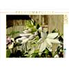 Calvendo Dufthosta 'Bouquet profumato' 1000 pezzi puzzle paesaggio 640x480mm, Heußlein Jutta; 7428031