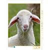 Calvendo Un agnello della razza ovina Merinoland puzzle alto 1000 pezzi 480x640mm, Pötsch Rolf; 7317455