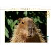 Calvendo Capibara (Hydrochoerus hydrochaeris) 1000 Pezzi Puzzle paesaggio 640x480mm, CALVENDO; 7298946