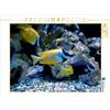 Calvendo Volpe (Siganus vulpinus) 1000 pezzi puzzle paesaggio 640x480mm, Schumann Bianca; 7302806