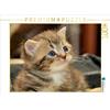 Calvendo Cute British Shorthair kitten 1000 pezzi puzzle paesaggio 640x480mm, Viola Melanie; 7305773