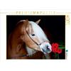 Calvendo Stallone Haflinger con fiore 1000 pezzi puzzle paesaggio 640x480mm, CALVENDO; 7362806