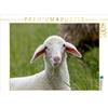 Calvendo Agnello di razza Merinoland 1000 pezzi puzzle paesaggio 640x480mm, Pötsch Rolf; 7308537