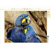 Calvendo Ara giacinto (Anodorhynchus hyacinthinus) Puzzle da 1000 pezzi, formato orizzontale 640x480 mm, Bergwitz Uwe; 7395778