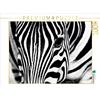 Calvendo Steppe zebra, Botswana 1000 pezzi puzzle paesaggio 640x480mm, Stern Angelika; 7343287