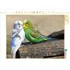 Calvendo Budgerigars 1000 pezzi puzzle paesaggio 640x480mm, Berg Martina; 7380947