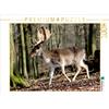 Calvendo Un'immagine tratta dal calendario "Cervi - I re della foresta" / Calendario di compleanno Puzzle da 1000 pezzi, formato orizzontale 640x480 mm, Klatt Arno; 7292772