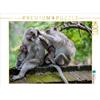 Calvendo Puzzle da 1000 pezzi con macachi, formato orizzontale 640x480 mm, Dieter Gödecke; 7402575